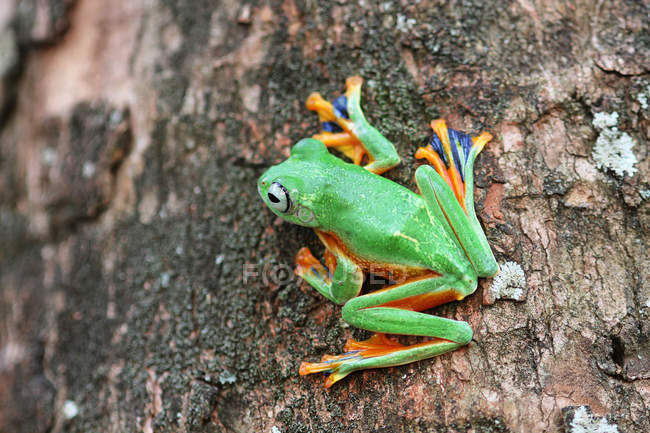 Уоллес літаючий жаба на дереві, розмитий фон — стокове фото