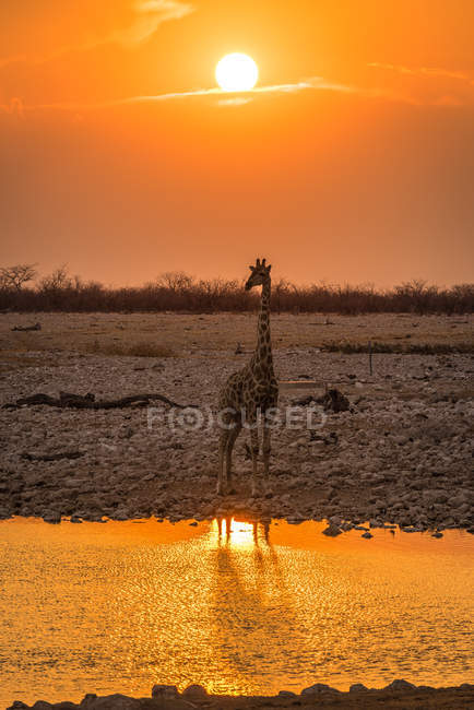 Помаранчеве небо заходу сонця і шліфування жирафа — стокове фото