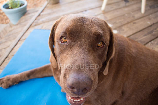 Portrait of a cute chocolate labrador retriever — Stock Photo