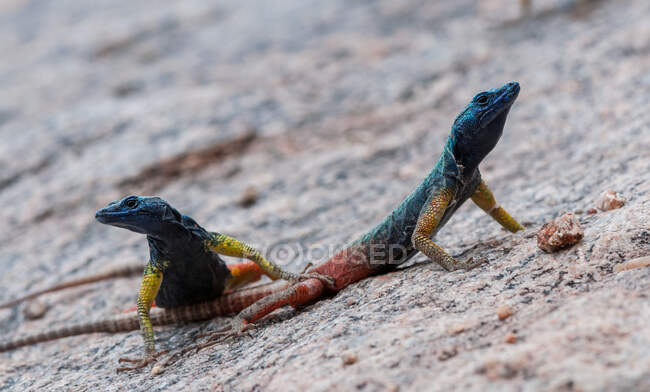 Dos lagartos de agama de roca de Namib, Northern Cape, Sudáfrica - foto de stock
