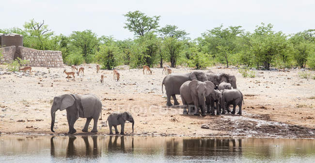 Elefanten und Springböcke stehen an einem Wasserloch, Etoscha Nationalpark, Namibia — Stockfoto