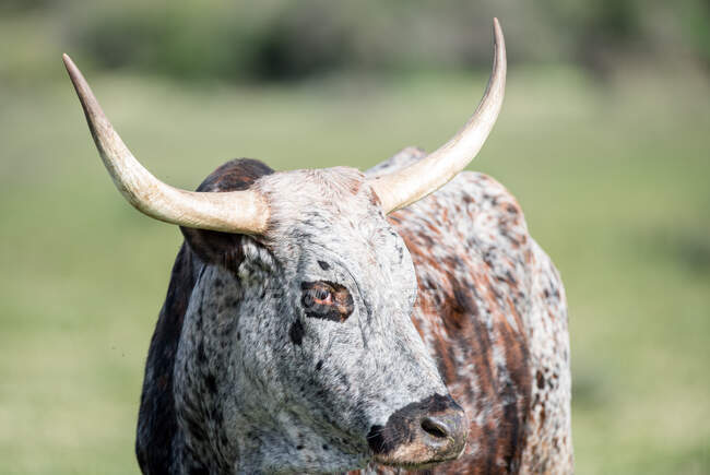 Nguni bovins, Afrique du Sud — Photo de stock