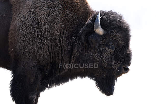 Bison d'Amérique, Yellowstone National Park, Wyoming, Amérique, États-Unis — Photo de stock