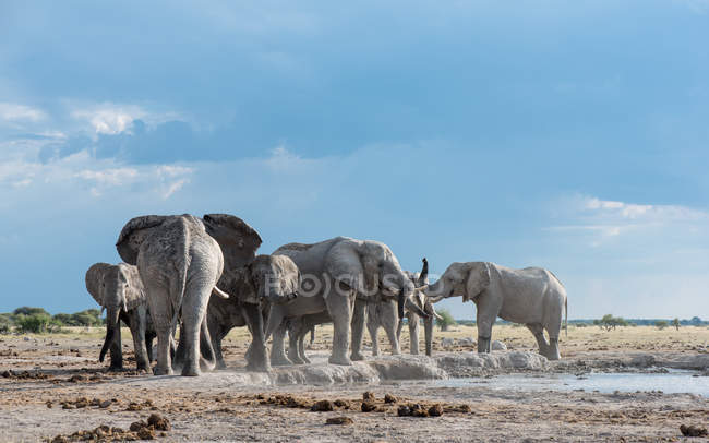Vista panorámica de majestuosa manada de elefantes por un pozo de agua, Botswana - foto de stock