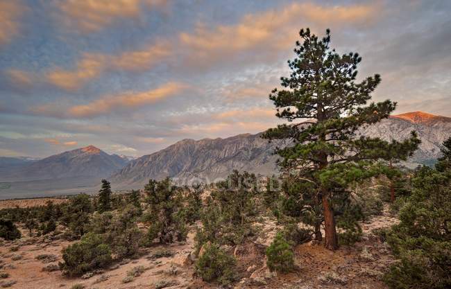 Гірський краєвид при сходом сонця, Національного лісу Інйо, Каліфорнія, США — стокове фото