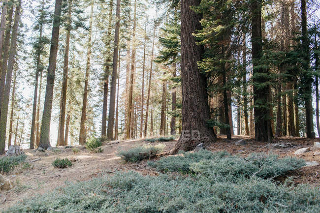 Vue panoramique du parc national de Sequoia, Californie, Amérique, États-Unis — Photo de stock