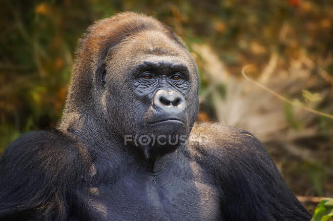 Retrato de uma planície ocidental Silverback Gorilla — Fotografia de Stock
