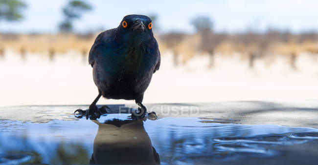 Cape Starling drinking water, blurred background — Stock Photo