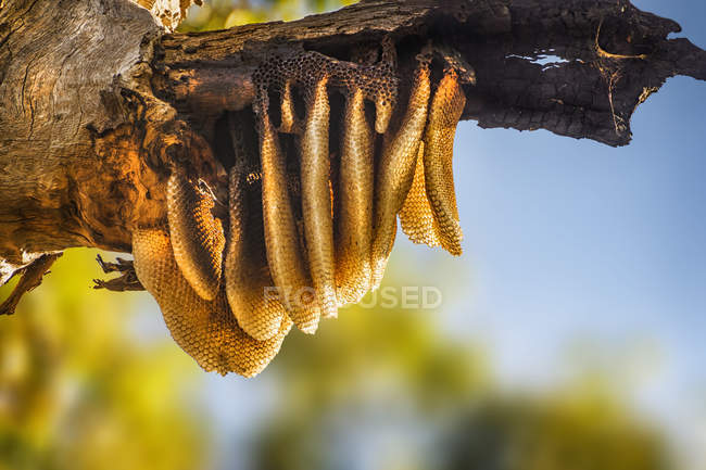 Arbusto natural favo de mel pendurado em uma colmeia selvagem em uma árvore, Yanchep National Park, Perth, Austrália Ocidental — Fotografia de Stock