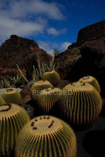 Vue panoramique sur les cactus géants, Lanzarote, Îles Canaries, Espagne — Photo de stock