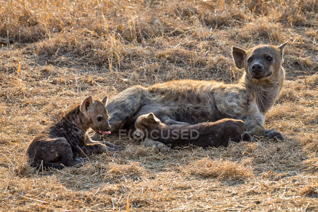 Hiena manchada con sus dos cachorros, Mpumalanga, Sudáfrica - foto de stock
