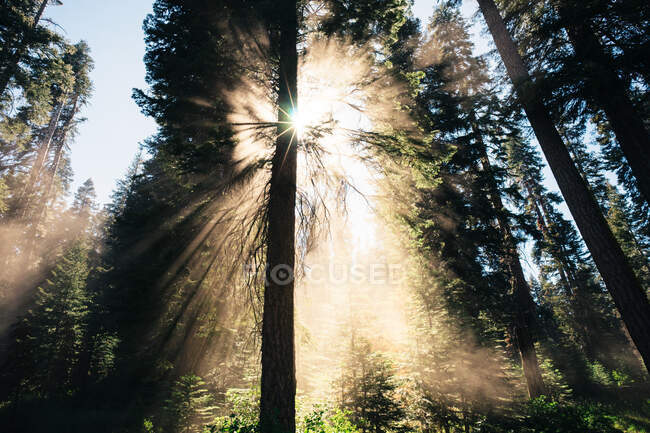 Beautiful view of the forest — Stock Photo