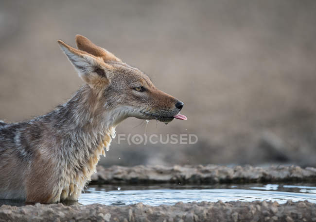 Schakal steht in einem Wasserloch und trinkt Wasser, Distrikt Kgalagadi, Botswana — Stockfoto