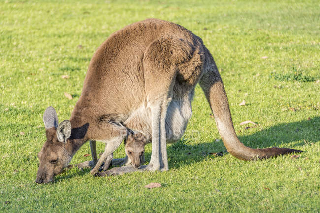 Vista ravvicinata del canguro femminile con Joey al pascolo, Perth, Australia Occidentale, Australia — Foto stock