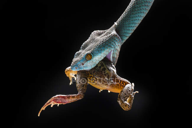 Serpiente víbora azul comiendo una rana, fondo negro - foto de stock