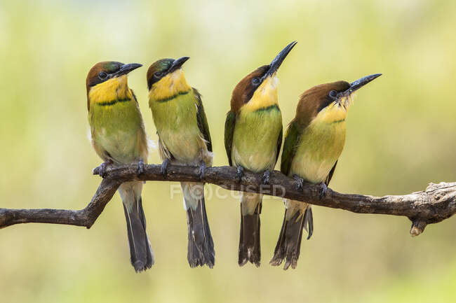 Vista panorámica de hermosas aves en la naturaleza - foto de stock
