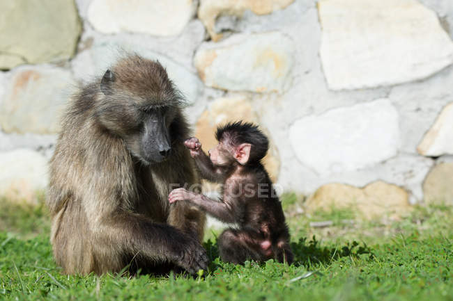 Babuino hembra con su bebé, Cape Point, Sudáfrica - foto de stock