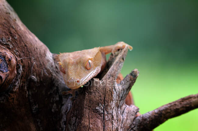 Close-up shot of lizard on tree trunk — Stock Photo