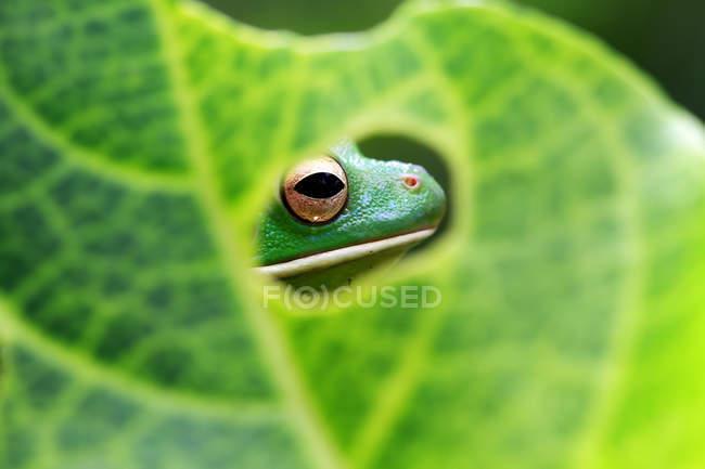 Testa di rana pallida bianca vista attraverso un buco in una foglia, sfondo sfocato — Foto stock