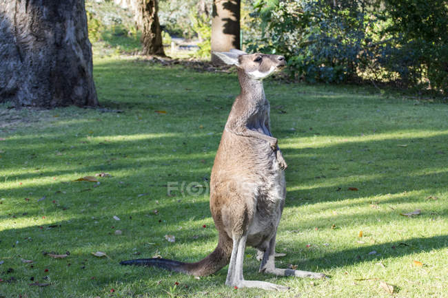 Canguro gris occidental rascándose el vientre, Perth, Australia Occidental, Australia - foto de stock