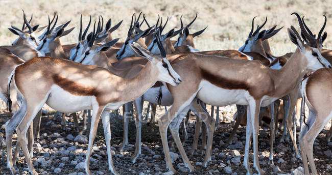 Scenic view of Herd of Springbok, Etosha National Park, Namibia — стокове фото