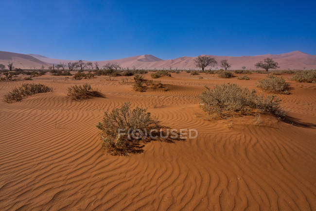 Vista panorámica de las dunas de arena de Sossusvlei, Parque Nacional Namib Naukluft, Namibia - foto de stock