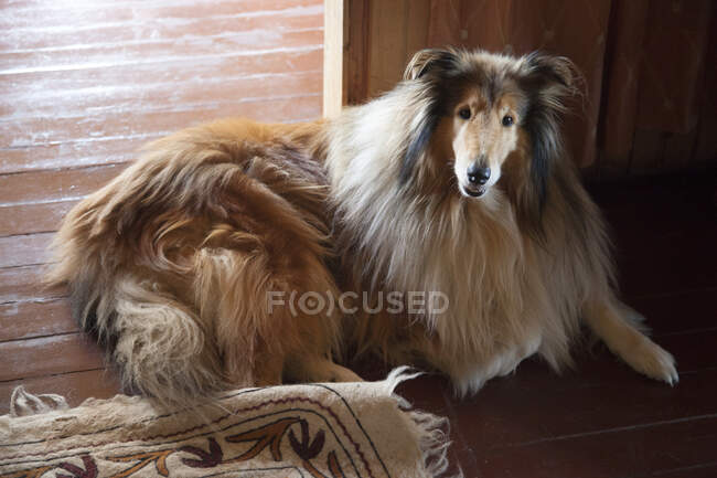 Portrait of a collie lying on the floor — Stock Photo