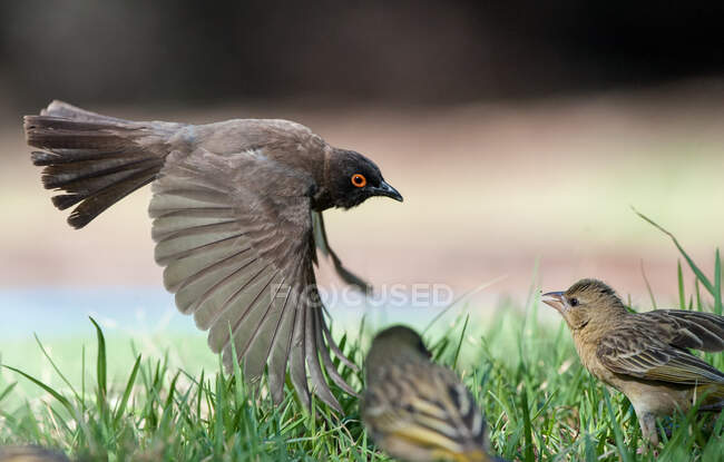 Red-eye Bulbul protege los alimentos de otras dos aves, Sudáfrica - foto de stock