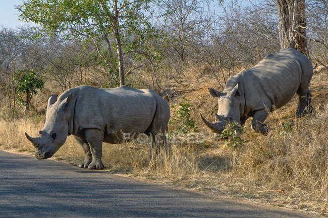 Due rinoceronti attraversano la strada, Kruger National Park, Mpumalanga, Sud Africa — Foto stock