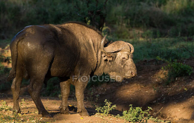 Retrato de un búfalo, Parque Nacional Kruger, Sudáfrica - foto de stock
