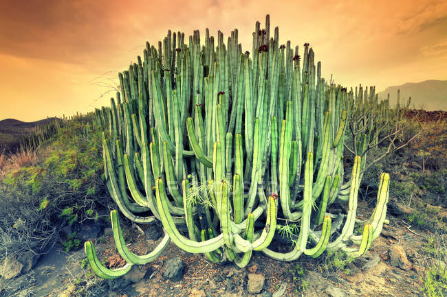 Живописный вид на Cactus, Malpais de Guimar, Santa Cruz de Tenerife, Канарские острова, Испания — стоковое фото