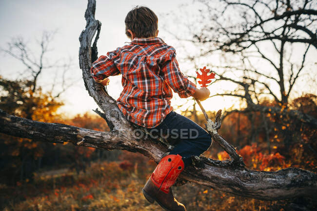Boy sitting in a tree holding an autumn leaf — Stock Photo
