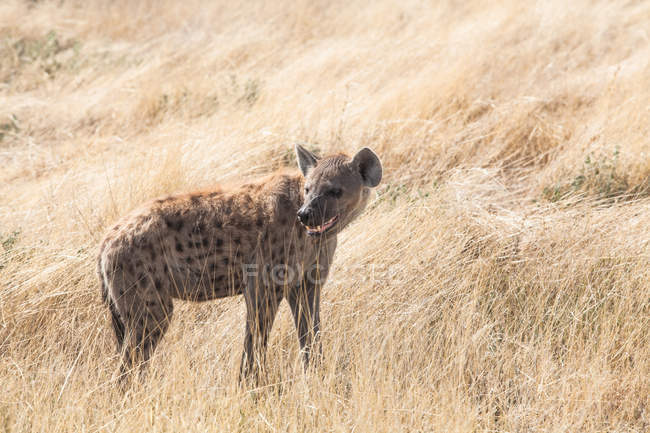 Vista panorámica de la hiena manchada en el campo, Parque Nacional Etosha, Namibia - foto de stock