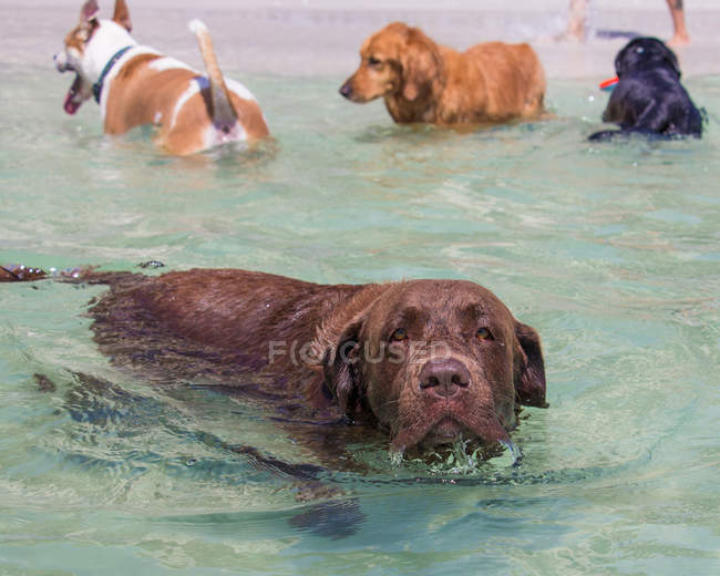 Cuatro perros se divierten en el océano - foto de stock