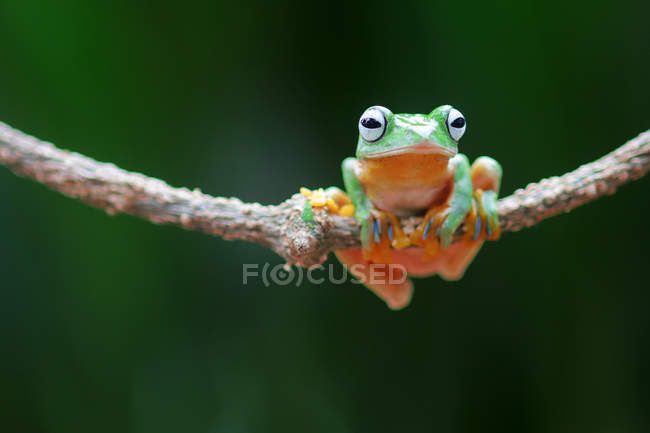 Уоллес літати жаба на гілці, розмитий фон — стокове фото