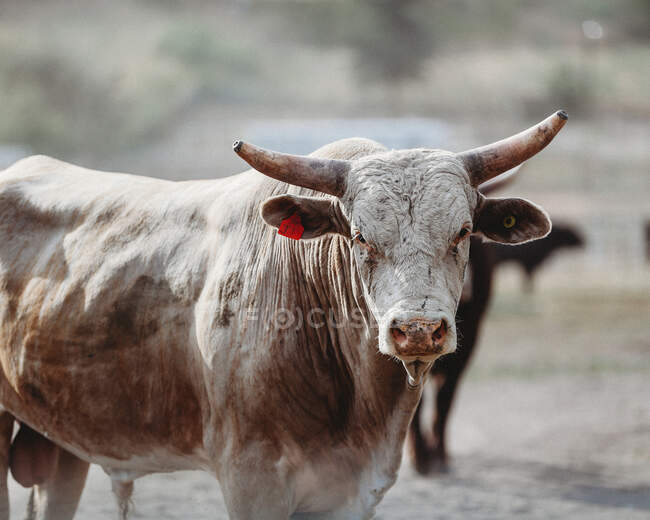 Nahaufnahme eines spanischen Bullen, der in die Kamera blickt — Stockfoto