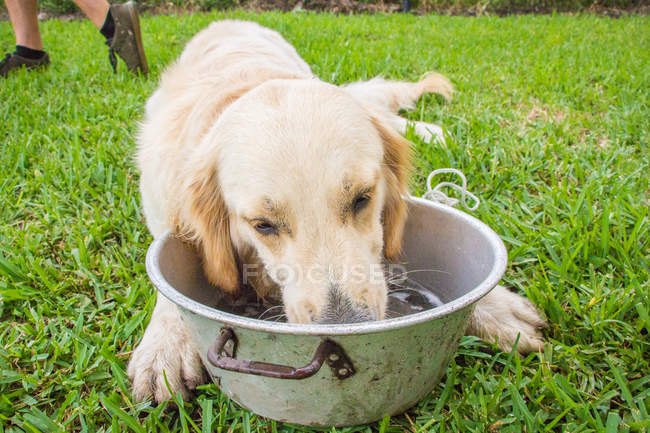 Golden retriever agua potable en el jardín - foto de stock