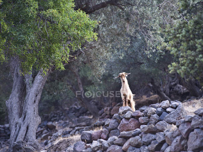 Дикая коза в горах, остров Низирос, Греция — стоковое фото
