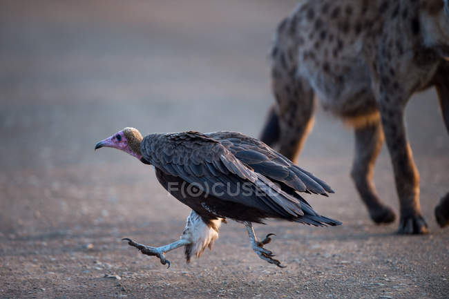 Hooded Vulture and a spotted hyena, against blurred background — Stock Photo