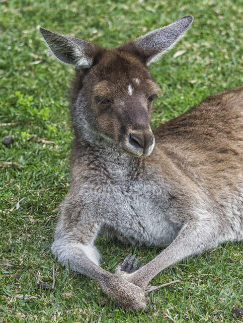 Western grey kangaroo (Macropus fuliginosus melanops) lying on grass, Australia — Stock Photo