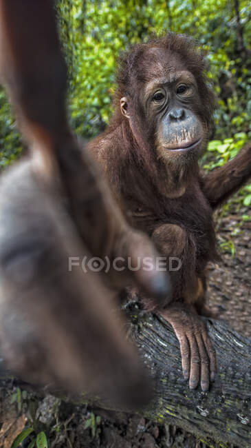 Feminino orangotango apontando, Bornéu, Indonésia — Fotografia de Stock