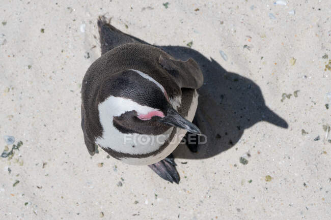 Un primo piano di un simpatico pinguino su una spiaggia — Foto stock