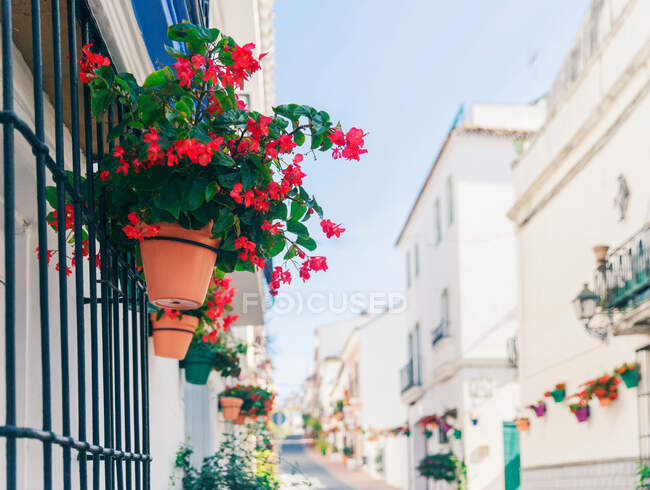 Hermosas flores en macetas en la ciudad de barcelona - foto de stock