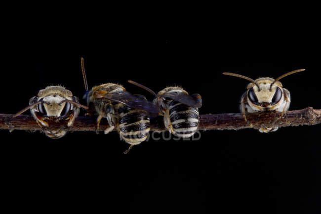 Вигляд крупним планом чотирьох бджіл на гілочку — стокове фото