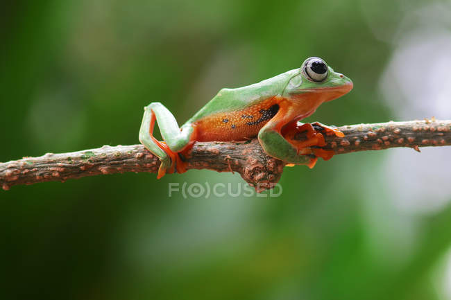 Wallace flying frog on a branch, blurred background — Stock Photo