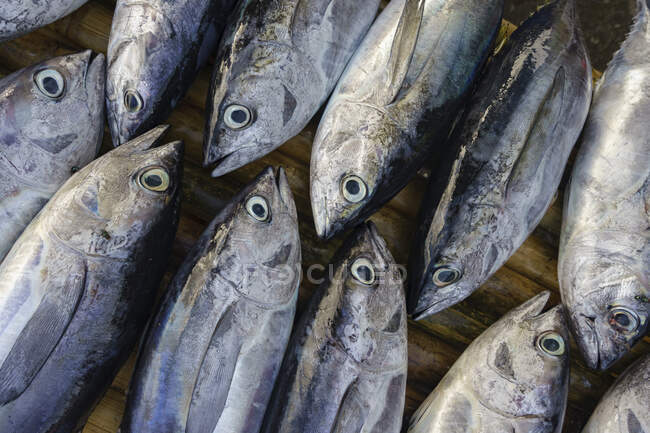 Catch of fish on a wooden table, Indonesia — Stock Photo