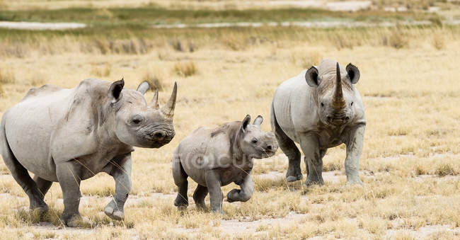 Familia Rhino caminando por los arbustos, Sudáfrica - foto de stock
