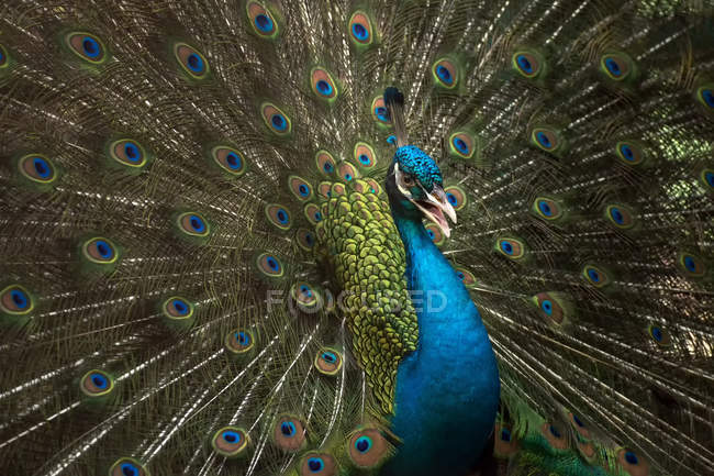 Portrait of a peacock with opened tail, full frame — Stock Photo