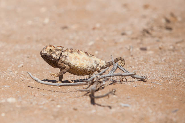 Vista de close-up de Namaqua Chameleon no chão, Swakopmund, Namíbia — Fotografia de Stock