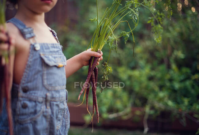 Menino de pé no jardim segurando cenouras recém-colhidas — Fotografia de Stock